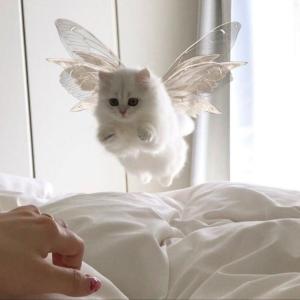 капризик